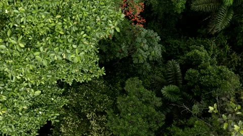 Nature background: top down view showing the canopy of a tropical rainforest Stock Footage 169913571