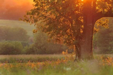 Nature background - tree at sunset Stock Photos