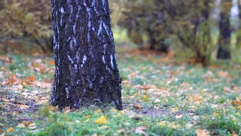 Nature background. Tree trunk Autumn park background. Stock Footage 303084050