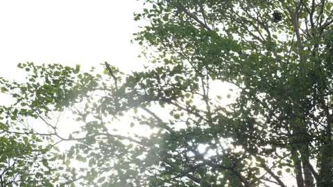 Nature Background, Trees Against Sunlight Stock Footage 242495634