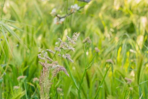 Nature background with unfocused grass.. Stock Photos