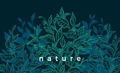 Nature background. Vector tea buch, branch. Art vintage illustration. Botanic Stock Illustration
