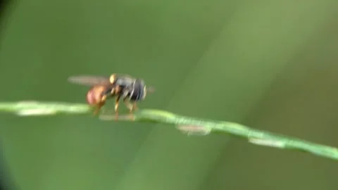Nature background video Stock Footage 208856401