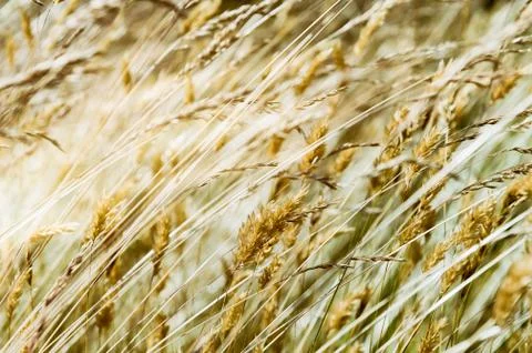 Nature background with wild grass Stock Photos