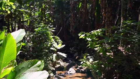 Nature background in woods Stockbeeldmateriaal 130485478