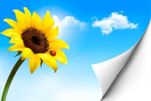 Nature background with yellow sunflower. vector Stock Illustration
