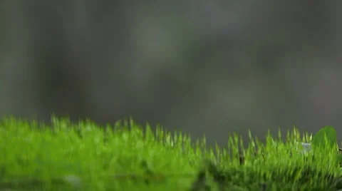 Nature Backgrounds Stockbeeldmateriaal 995404