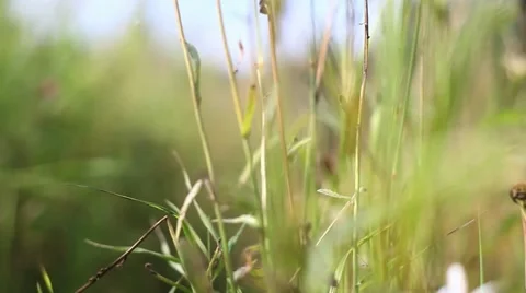 Nature backgroung macro in grass Stock Footage 11657426