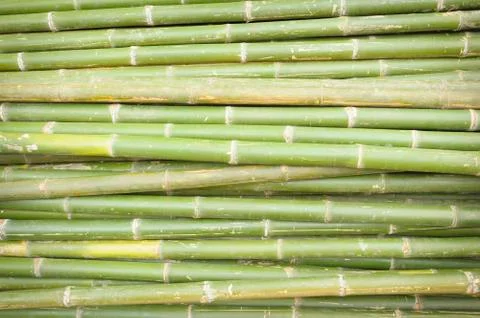 Nature bamboo background. Stock Photos