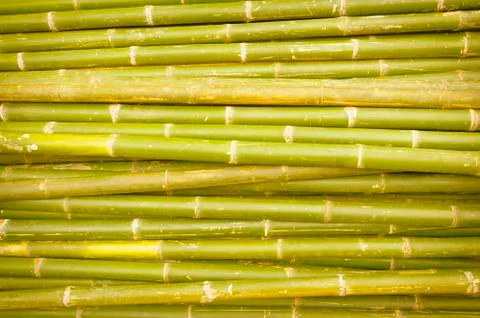 Nature bamboo background. Stock Photos