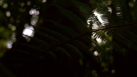 Nature beauty Stock Footage 122281991