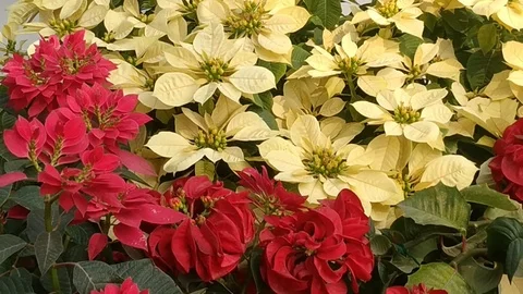 Nature Beauty Stock Footage 126748443
