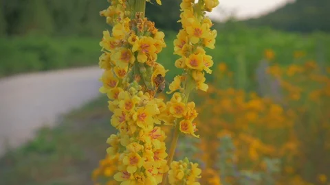 Nature bee flower 動画素材 101646730