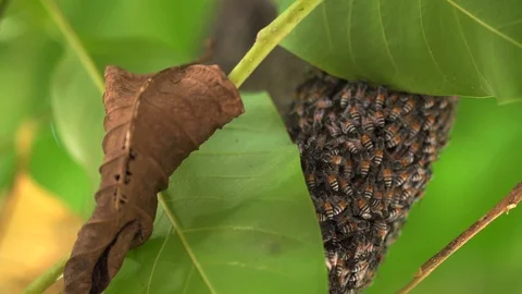 Nature BEE HIVE on tree in garden. Vidéo 124815459