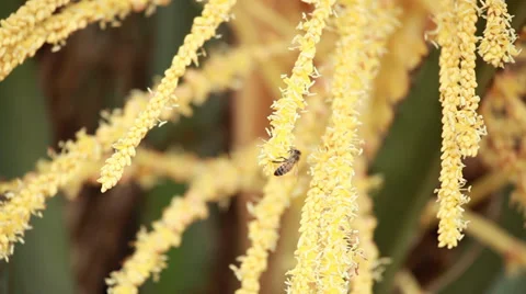 Nature Bees Polinization 03 Video stock 34128964