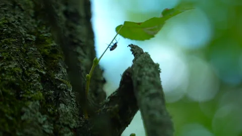 Nature -  A beetle crawls on a leaf on a blurry background Stock Footage 157974982