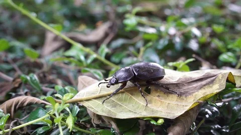 Nature beetle Stock-Footage 118695251