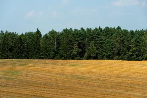 Nature of Belarus. Endless fields and forests of the Republic of Belarus. Nat Stock Photos