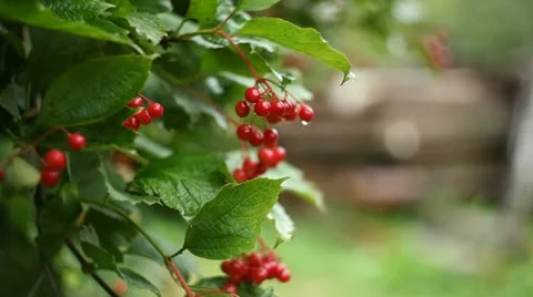 Nature of Belarus Stock Footage 11850227