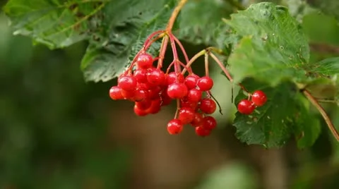 Nature of Belarus Stock Footage 11851377