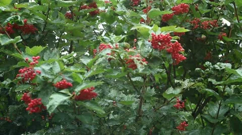 Nature of Belarus Stock Footage 11860094