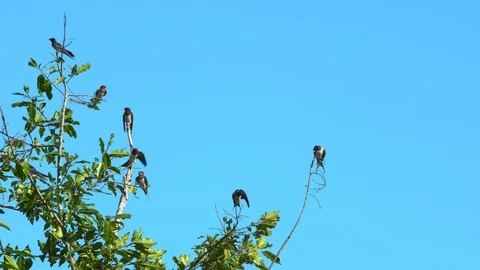 Nature Bird standing on branches tree Stock-Footage 126616427