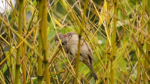 Nature Birds Stock Footage 80550688