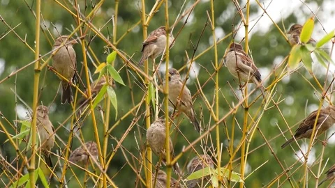 Nature Birds Video stock 80551044