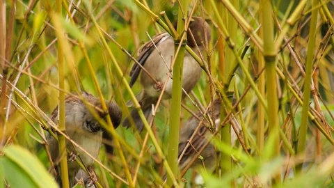 Nature Birds Stock Footage