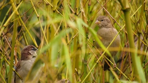 Nature Birds Video stock 80551046
