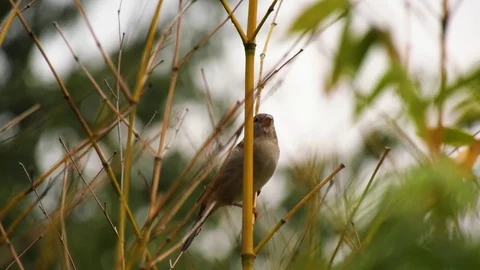 Nature Birds Stock Footage
