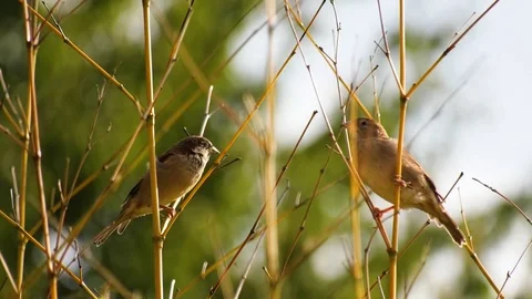Nature Birds Stock Footage 80551706