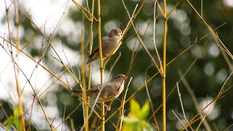 Nature Birds Video stock 80552116