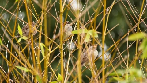 Nature Birds Stock Footage
