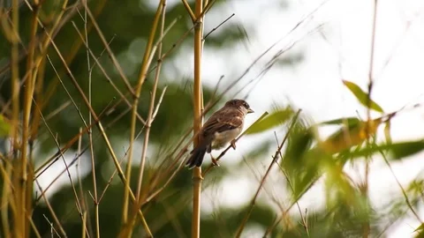 Nature Birds Stock Footage