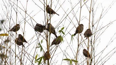 Nature Birds Video stock 80552738