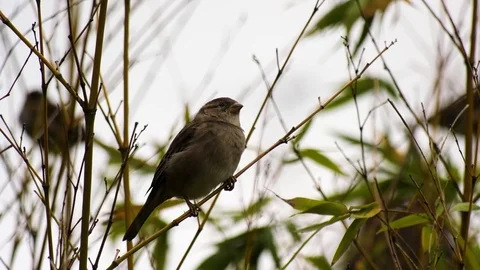 Nature Birds Stock Footage