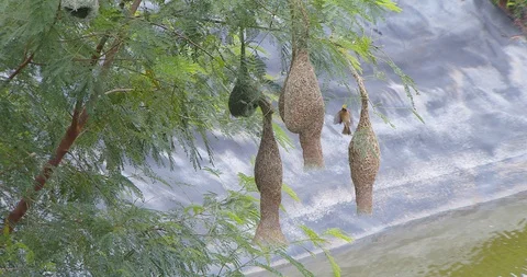 Nature of birds Stock Footage 112729531