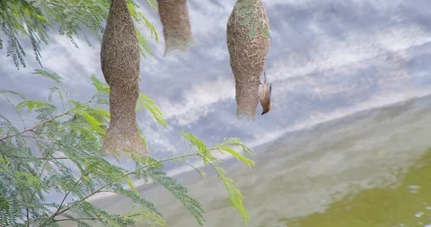 Nature of birds Stock Footage 112729585