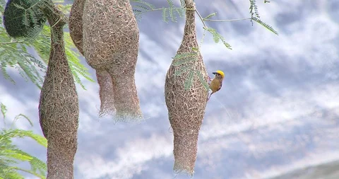Nature of birds Stock Footage 112729836