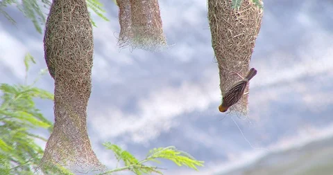 Nature of birds Stock Footage 112729900
