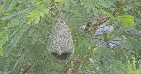 Nature of birds Stock Footage 112729944