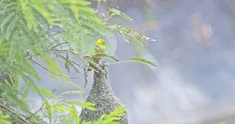 Nature of birds Stock Footage 112730001