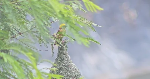 Nature of birds Stock Footage 112730050