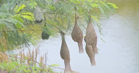 Nature of birds Stock Footage 112730132