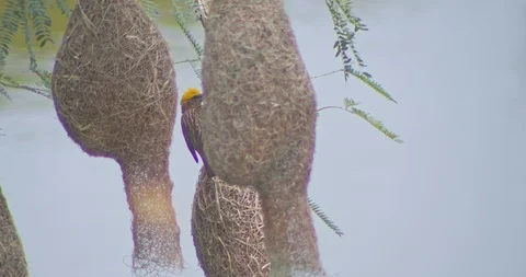 Nature of birds Stock Footage 112730235
