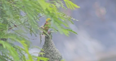 Nature of birds Stock Footage 112730327
