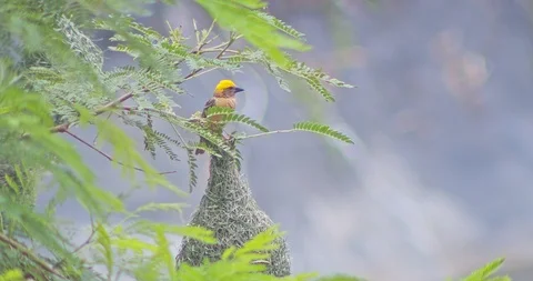 Nature of birds Stock Footage 112730372