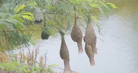 Nature of birds Stock Footage 112915971