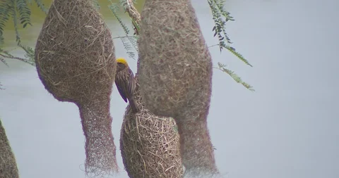 Nature of birds Stock Footage 112916072